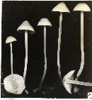 Mycena flavoalba image