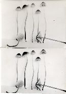 Mycena fragillima image