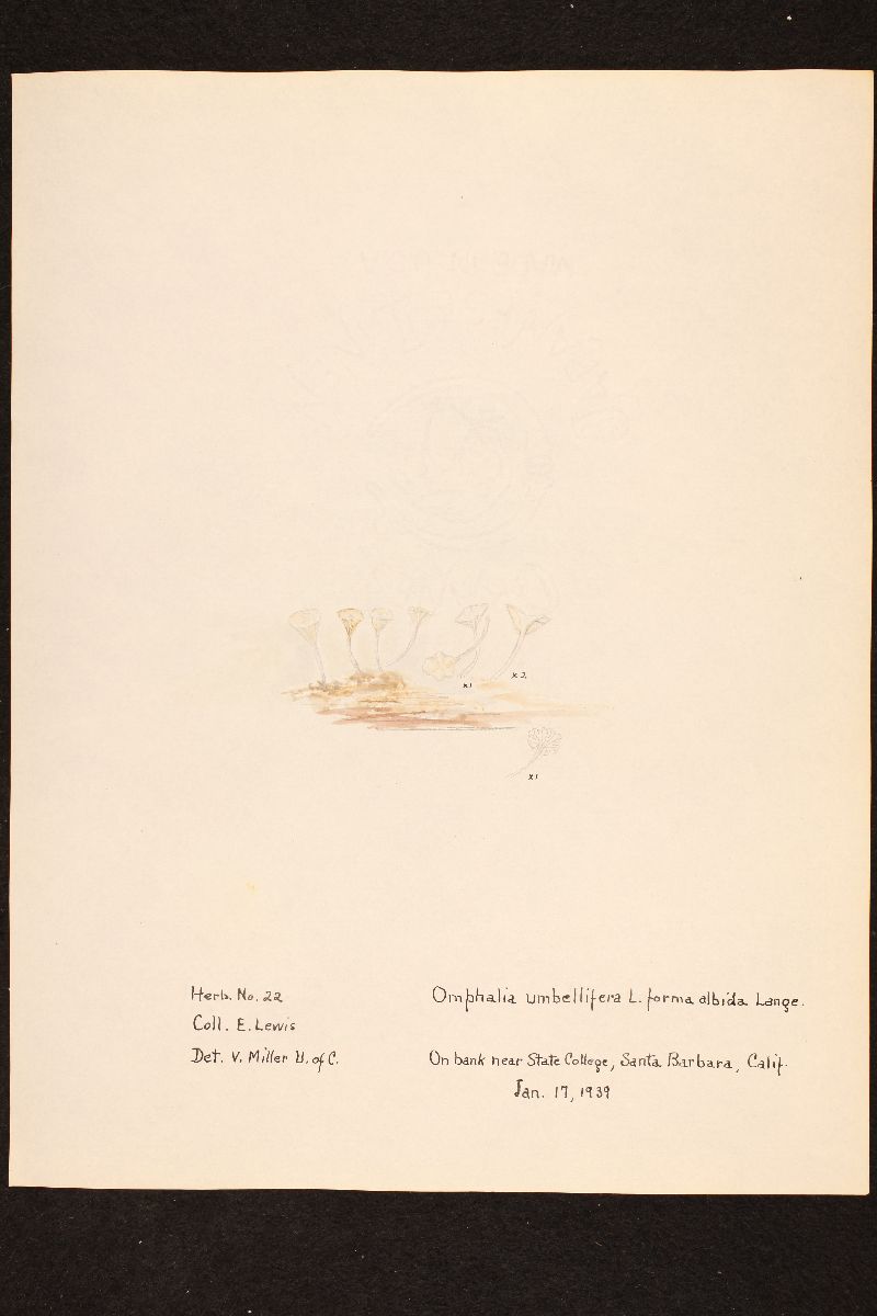 Mycena ignobilis image