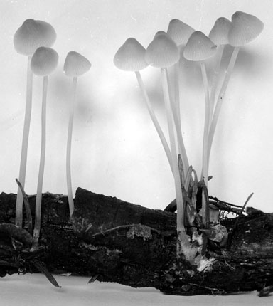 Mycena amygdalina image