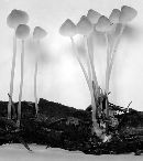 Image of Agaricus amygdalinus