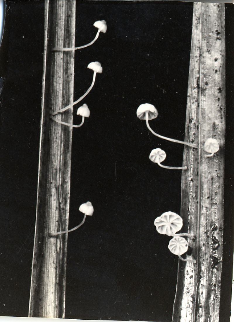 Mycena juncicola image