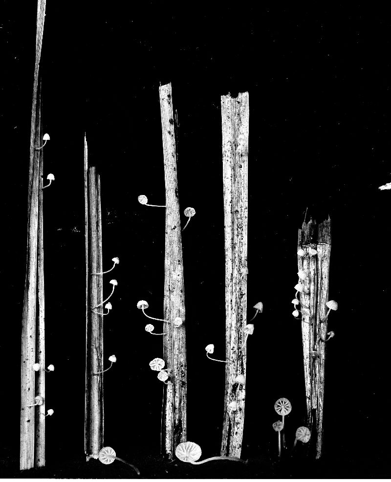 Mycena juncicola image