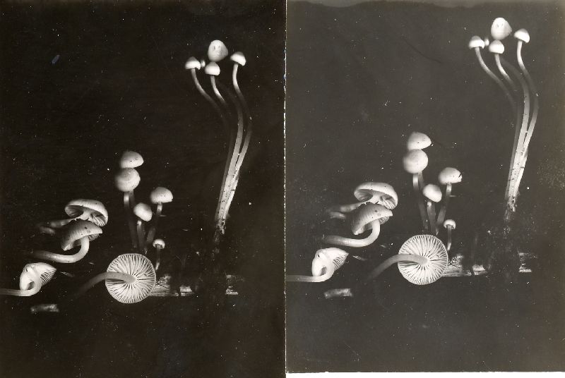Mycena laevigata image