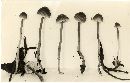 Mycena latifolia image
