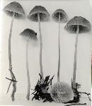 Mycena leptocephala image