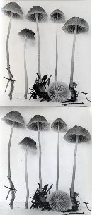 Mycena leptocephala image