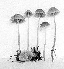 Mycena leptocephala image