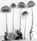 Mycena leptocephala image