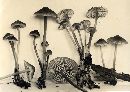 Mycena maculata image