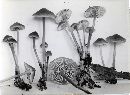 Mycena maculata image