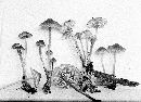 Mycena maculata image