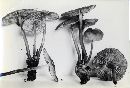 Mycena maculata image