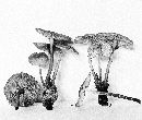 Mycena maculata image