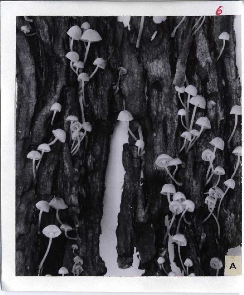 Mycena madronicola image