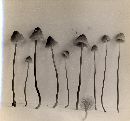 Mycena metata image