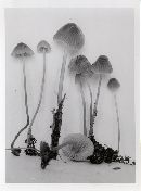 Mycena metata image