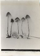 Mycena piceicola image