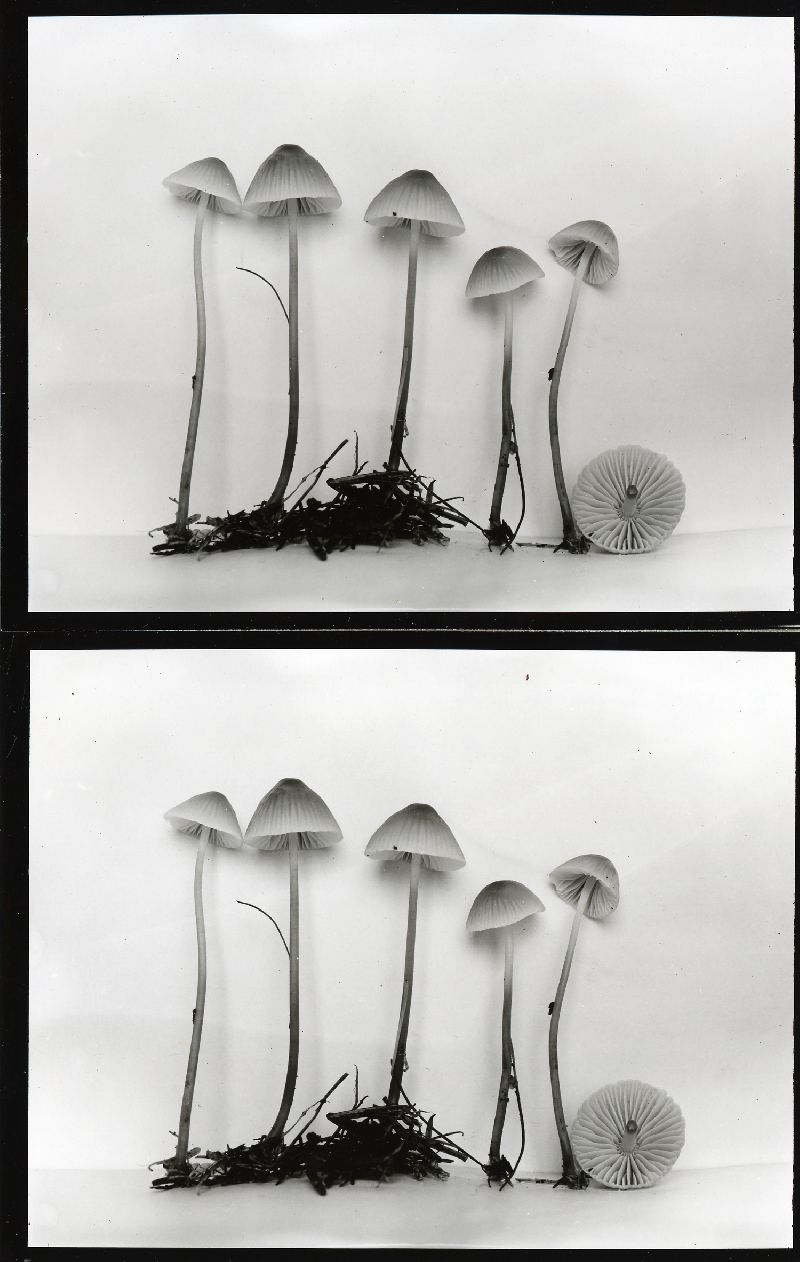 Mycena pinicola image