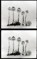 Mycena pinicola image