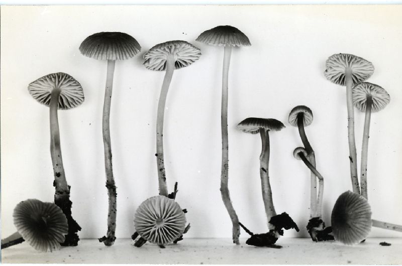 Mycena pseudoclavicularis image