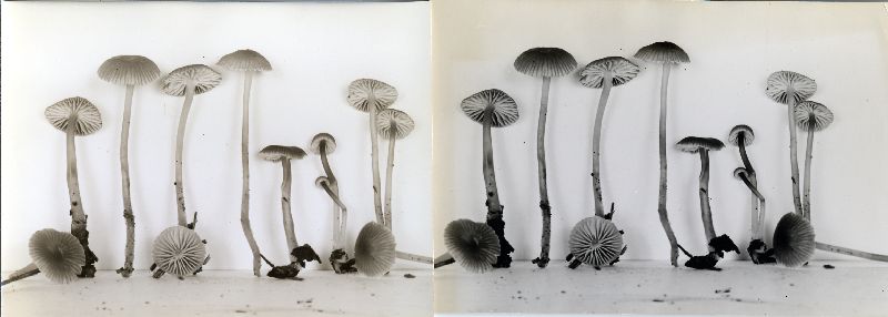 Mycena pseudoclavicularis image