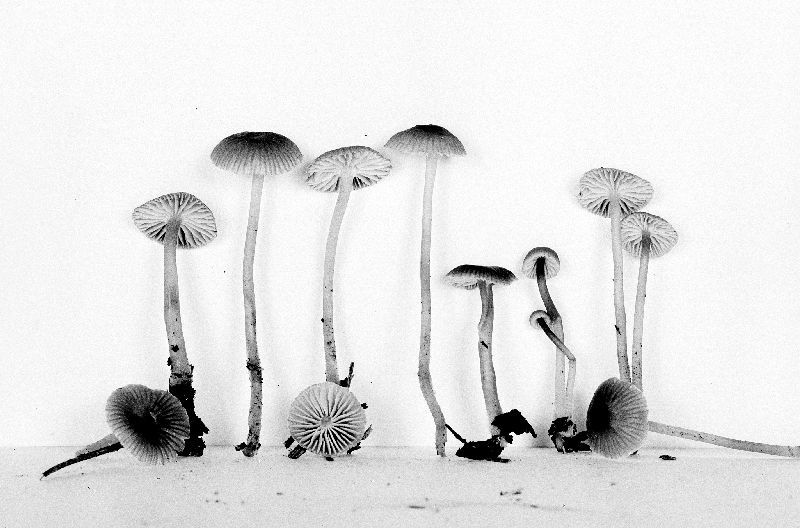 Mycena pseudoclavicularis image