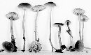 Mycena pseudoclavicularis image