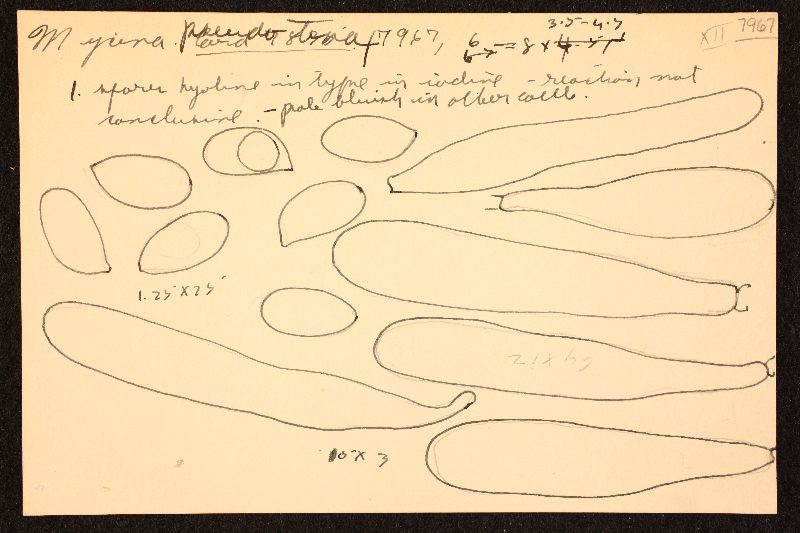 Mycena pseudotenax image