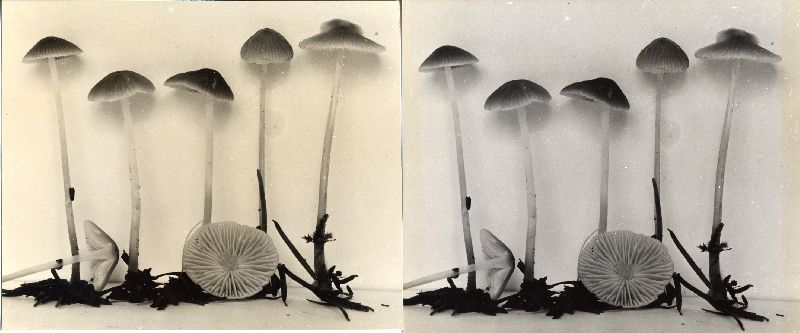 Mycena pseudotenax image