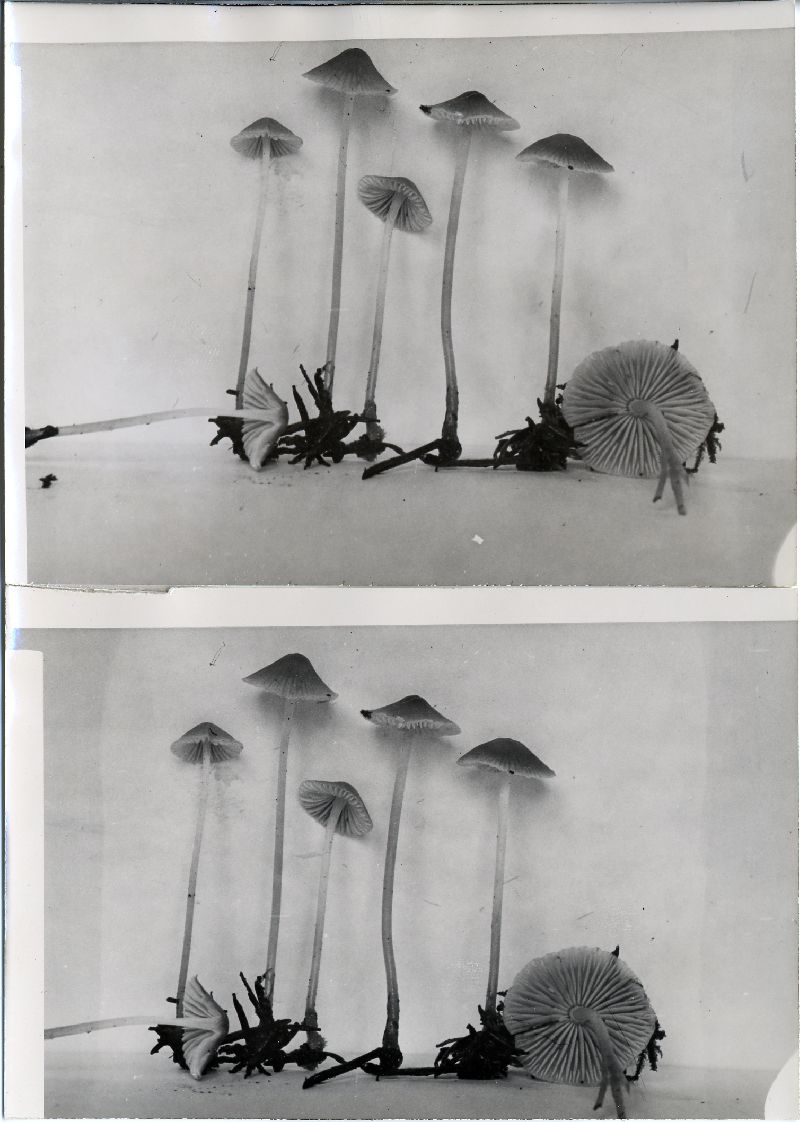 Mycena pseudotenax image