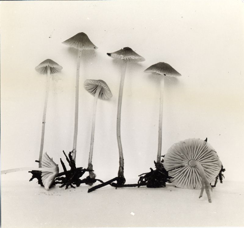 Mycena pseudotenax image