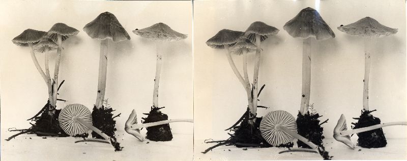 Mycena pseudotenax image