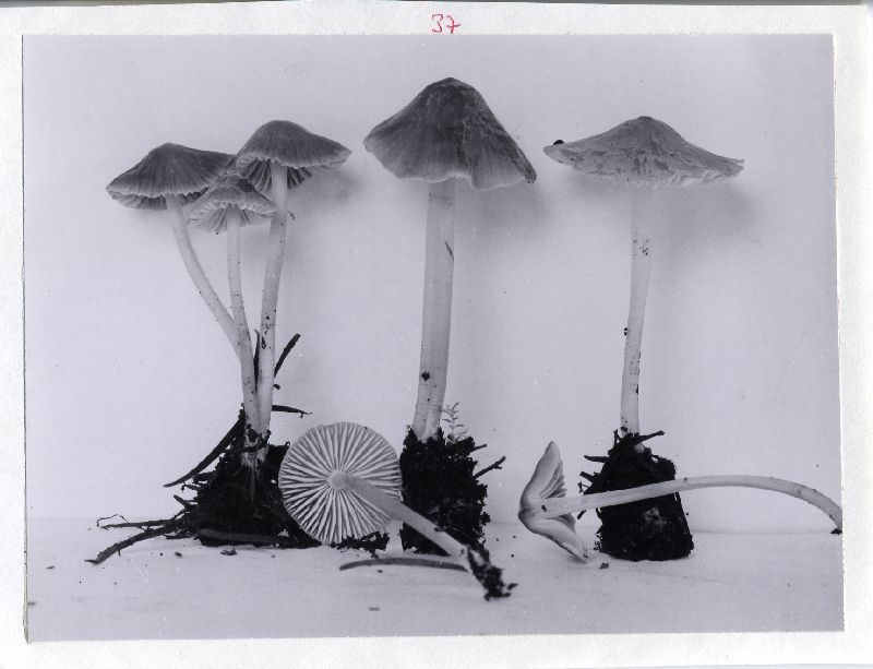 Mycena pseudotenax image