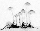 Mycena rosella image