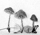 Mycena galericulata image