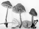 Mycena galericulata image