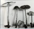 Mycena scabripes image