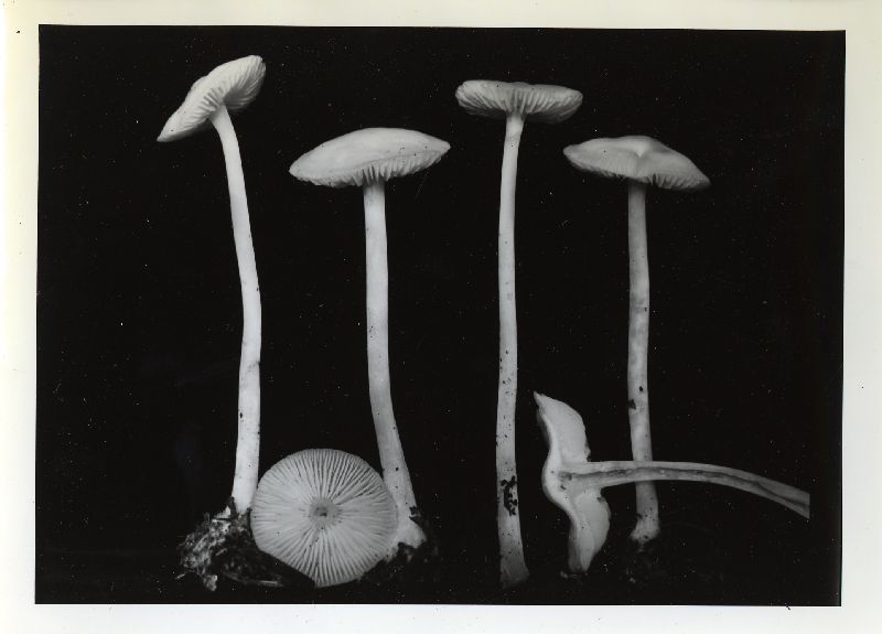 Mycena subaquosa image