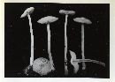 Mycena subaquosa image