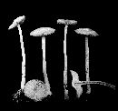 Mycena subaquosa image