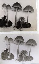 Mycena subcana image