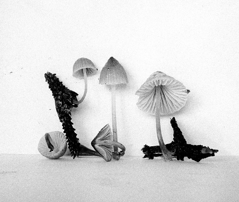 Mycena subcana image