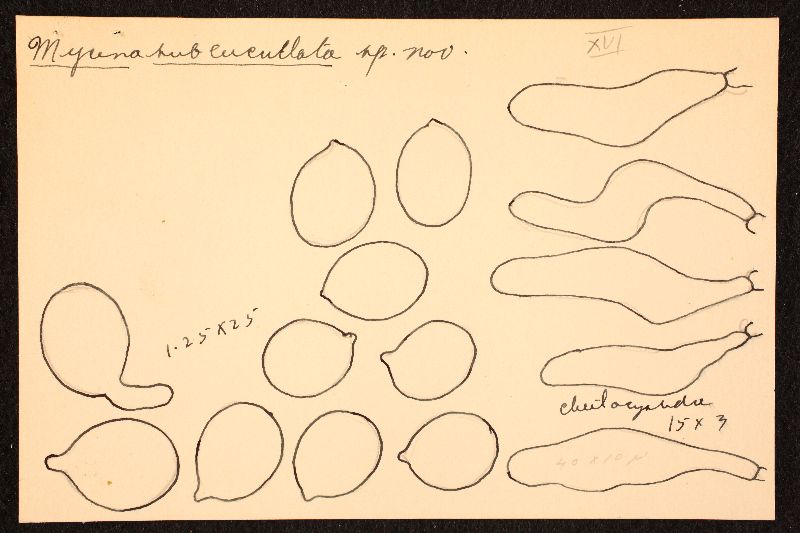 Mycena subcucullata image