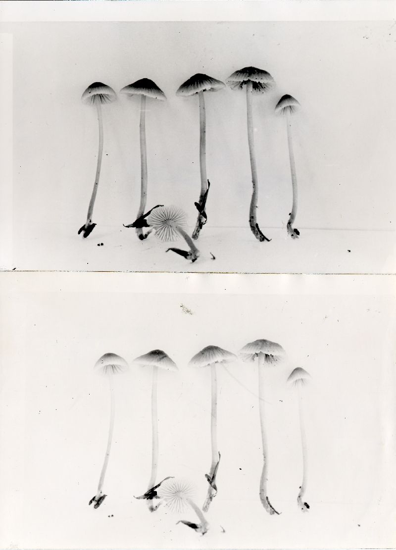 Mycena subplicosa image