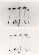 Mycena subplicosa image