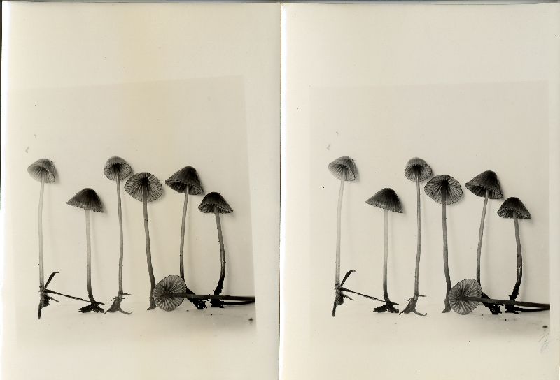 Mycena subsanguinolenta image
