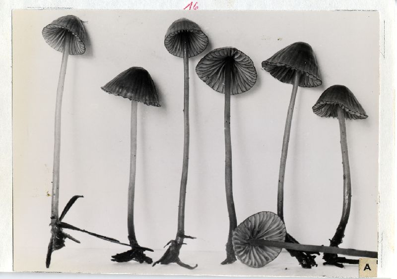 Mycena subsanguinolenta image