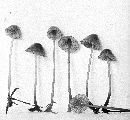 Mycena subsanguinolenta image