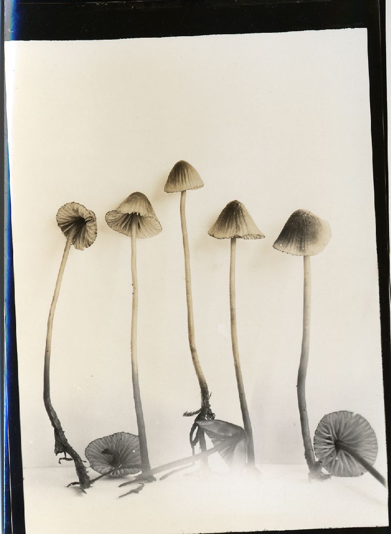 Mycena subsanguinolenta image